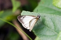 HESPERIIDAE, Heliopetes arsalte